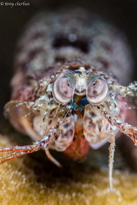 Tiny Mantis Shrimp shot with +10 and +5 Subsee diopters s... by Tony Cherbas 